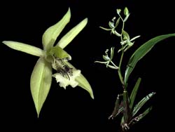 coelogyne_virescens_cd