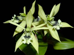 coelogyne_virescens_ws_cd