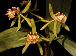 coelogyne_zurowetzii2_cd