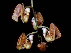 coryanthes_albertinae2_GG_cd