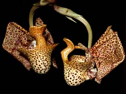 coryanthes_elegantium2_cd