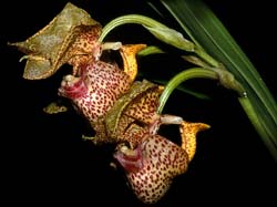 coryanthes_elegantium_cd