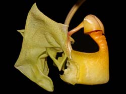 coryanthes_macrantha3_ws_cd