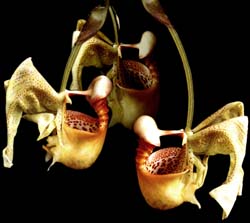 coryanthes_macrantha_cd