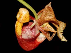 coryanthes_punctata_ip_cd