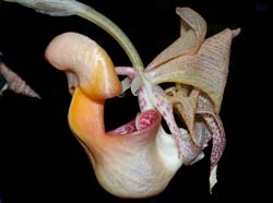 coryanthes_speciosa_cd