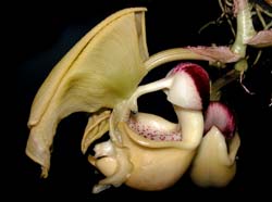 coryanthes_verrucolineata2_cd