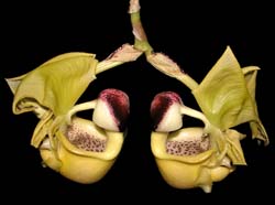 coryanthes_verrucolineata_cd