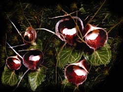 corybas_pictus_cd