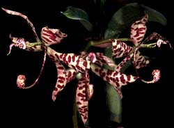 cycnoches_pentadactylon_cd