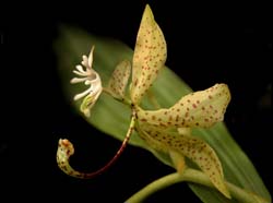 cycnoches_peruviana_m_cd