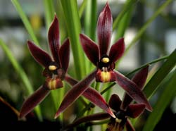 cymbidium_bicolor_cd