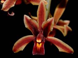 cymbidium_bicolor_ws_cd