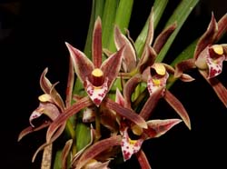 cymbidium_borneense_ws_cd