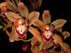 cymbidium_cooperi_cd