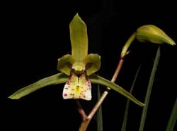 cymbidium_cyperifolium_WS_cd