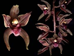 cymbidium_devonianum_cd