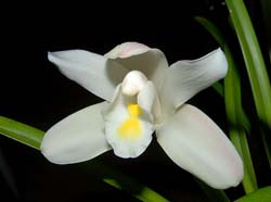 cymbidium_eburneum_ws_cd