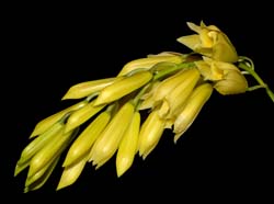 cymbidium_elegans2_ws_cd