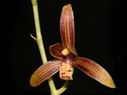 cymbidium_ensifolium_ws_cd