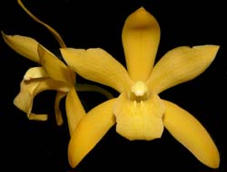 cymbidium_golden_elf_cd