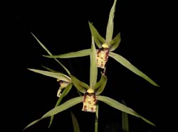 cymbidium_kanran_ws_cd