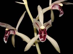 cymbidium_lancifolium_ws_cd