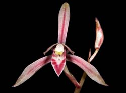 cymbidium_macrorhizon_ws_cd