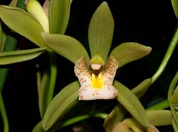 cymbidium_pumilum_floribundum_ip_cd