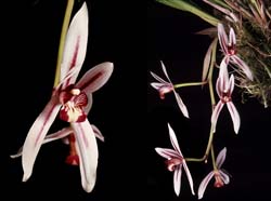 cymbidium_siamense_cd