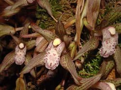 cymbidium_simulans_ws_cd