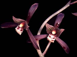 cymbidium_sinense_cd