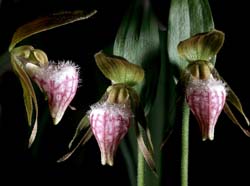 cypripedium_arietinum_cd