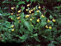 cypripedium_calceolus_cd