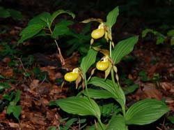 cypripedium_calceolus_ip_cd