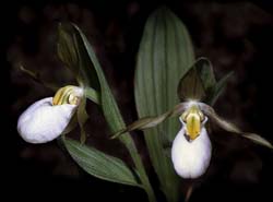 cypripedium_candidum_cd