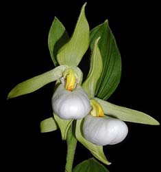 cypripedium_cordigerum_cd