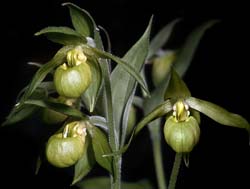 cypripedium_henryi_cd