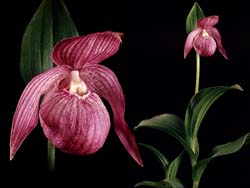 cypripedium_macranthum_cd