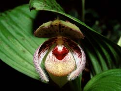 cypripedium_margaritaceum_cd