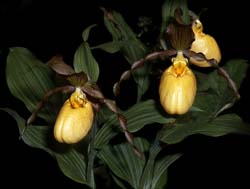 cypripedium_pubescens_cd