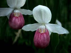 cypripedium_reginae_cd