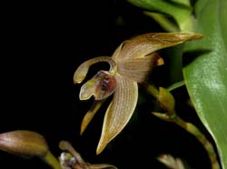 cyrtidiorchis_alata_ws