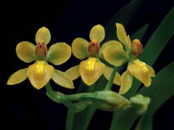 cyrtochilum_murenum_cd