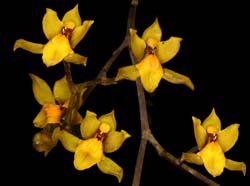 cyrtochilum_tricostatum_eg_cd