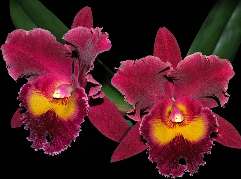 cattleya blc. san yang ruby 'new beauty'_cd