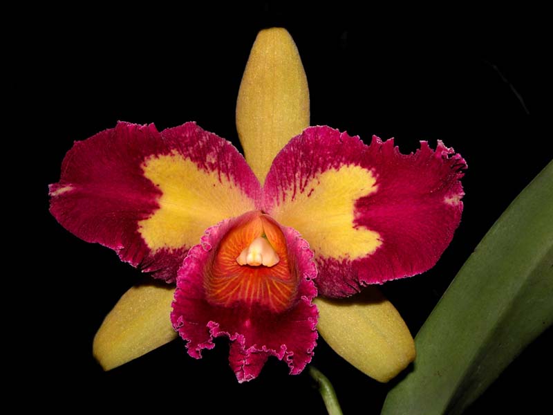 cattleya blc. taiwan_queen_cd