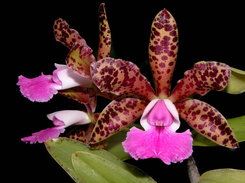 cattleya c.thospol spots x c.pink elephants) x aclandiae_cd