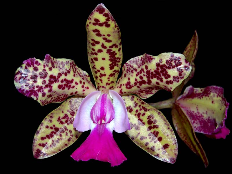 cattleya green emerald 'orchid queen'