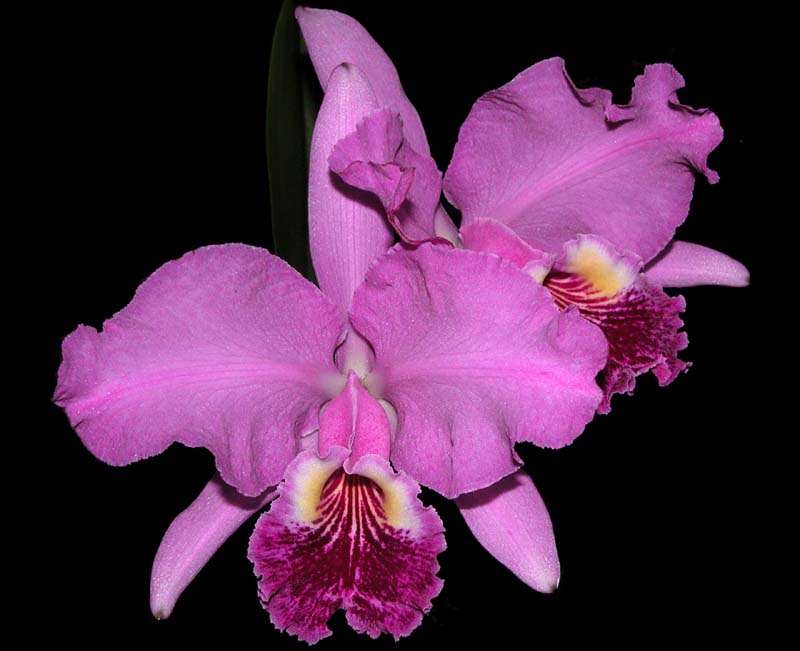 cattleya lueddemanniana manzana x ignio